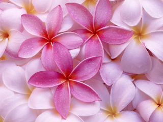 Обои Pinky Flowers 320x240