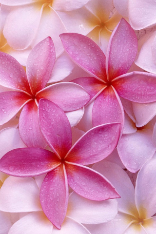 Das Pinky Flowers Wallpaper 320x480