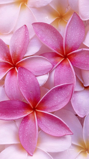 Pinky Flowers wallpaper 360x640