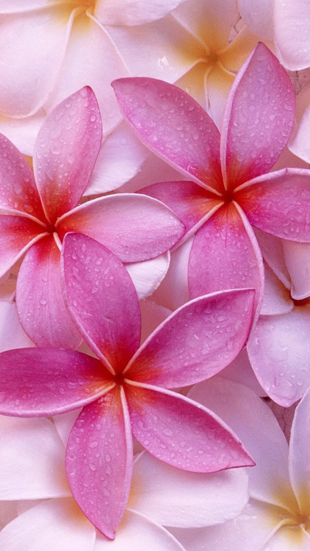 Fondo de pantalla Pinky Flowers 640x1136