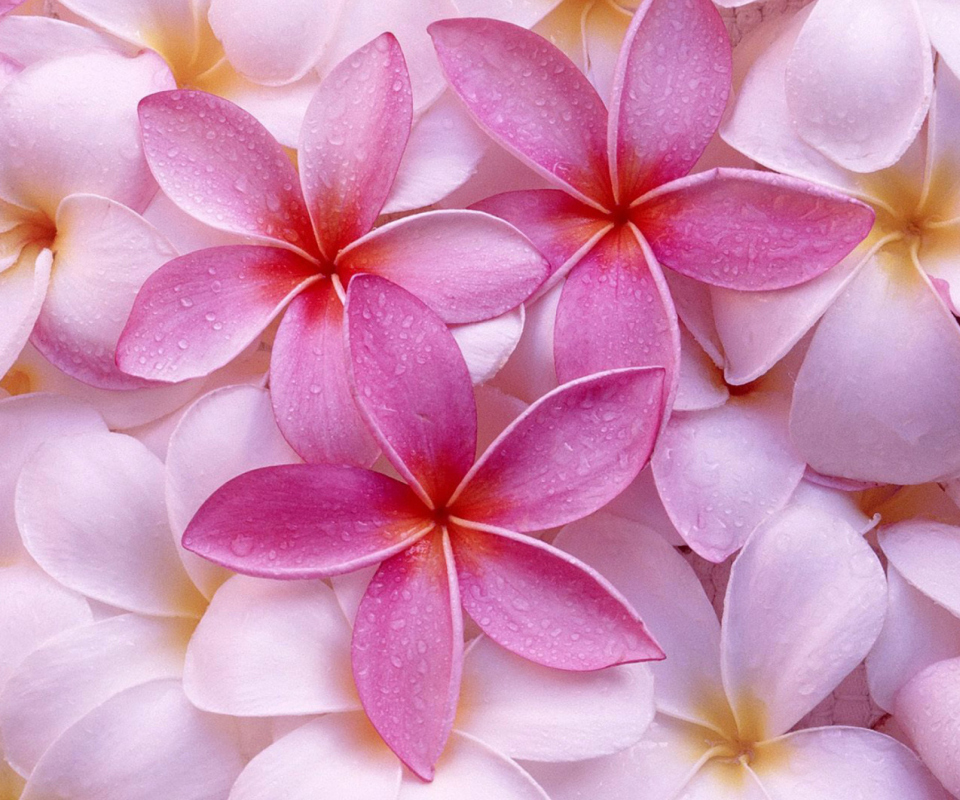 Pinky Flowers wallpaper 960x800