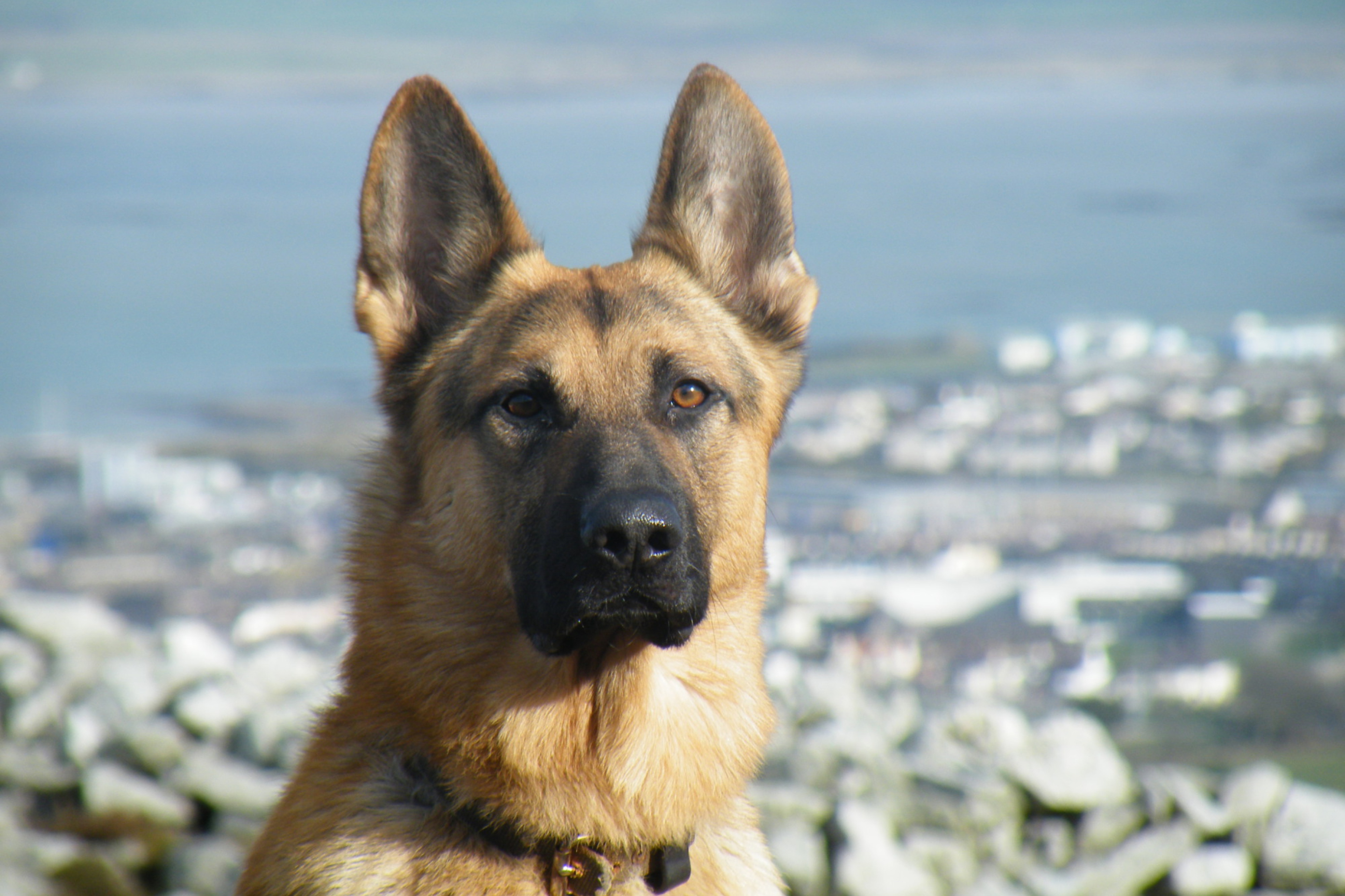 Screenshot №1 pro téma German Shepherd 2880x1920