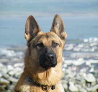 German Shepherd - Fondos de pantalla gratis para 2048x2048