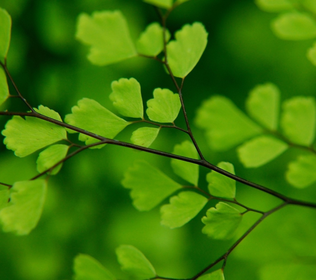 Sfondi Green Leaves On Branch 1080x960