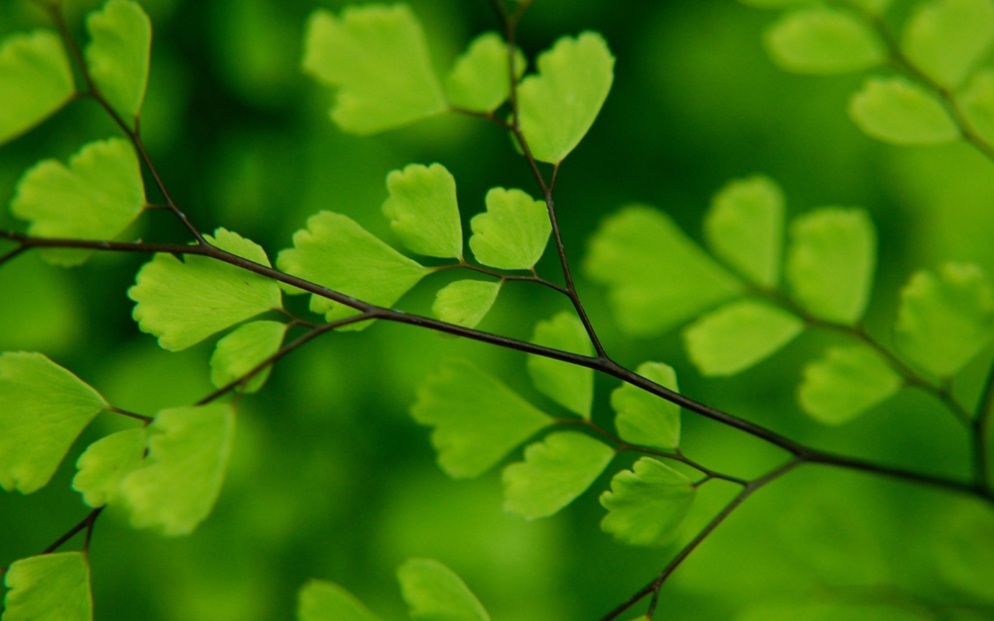 Обои Green Leaves On Branch 1440x900