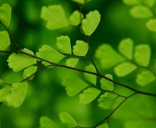 Green Leaves On Branch wallpaper 176x144