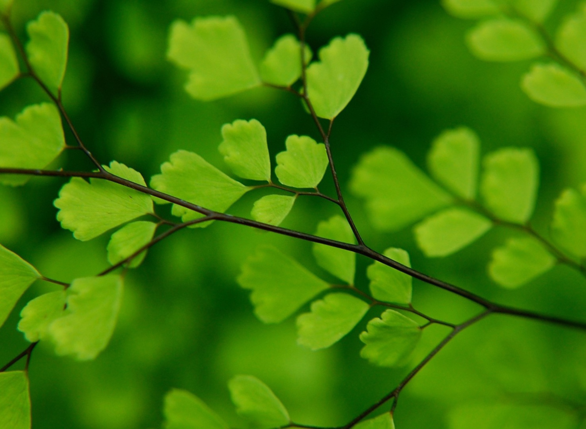 Green Leaves On Branch wallpaper 1920x1408