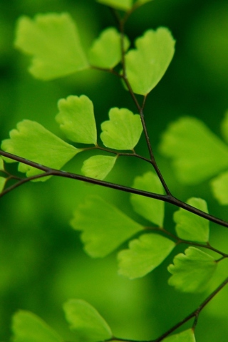 Обои Green Leaves On Branch 320x480