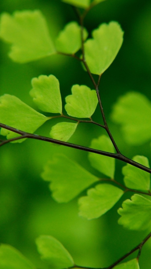 Обои Green Leaves On Branch 640x1136