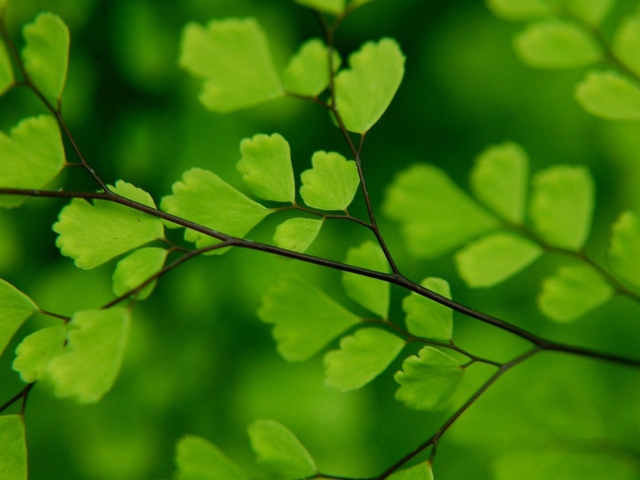 Green Leaves On Branch screenshot #1 640x480