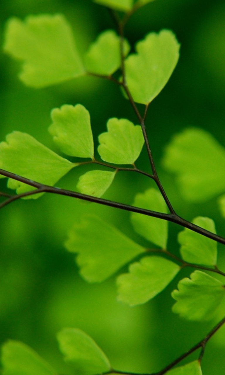 Green Leaves On Branch screenshot #1 768x1280