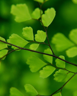 Green Leaves On Branch papel de parede para celular para iPhone 3G