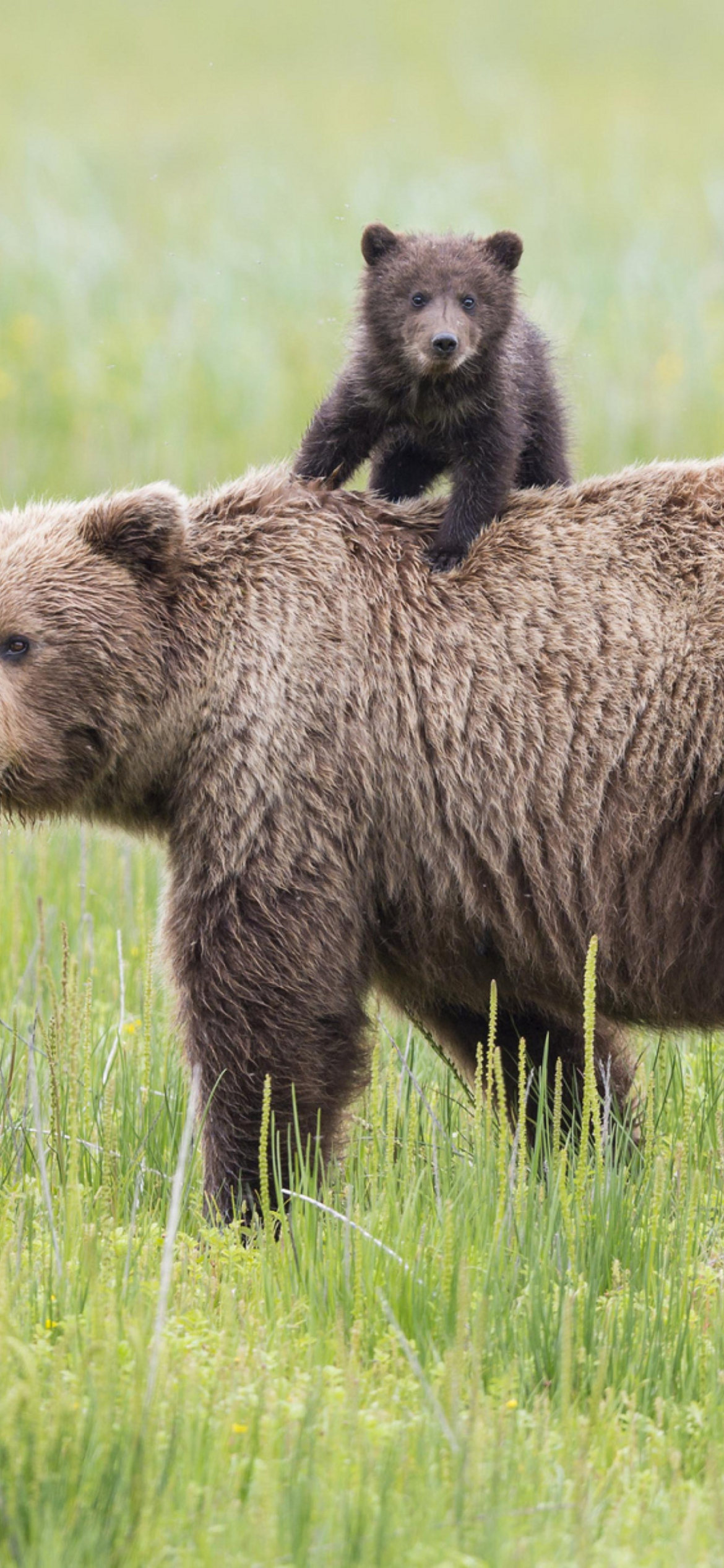 Fondo de pantalla Bears In Lake Clark National Park, Alaska 1170x2532