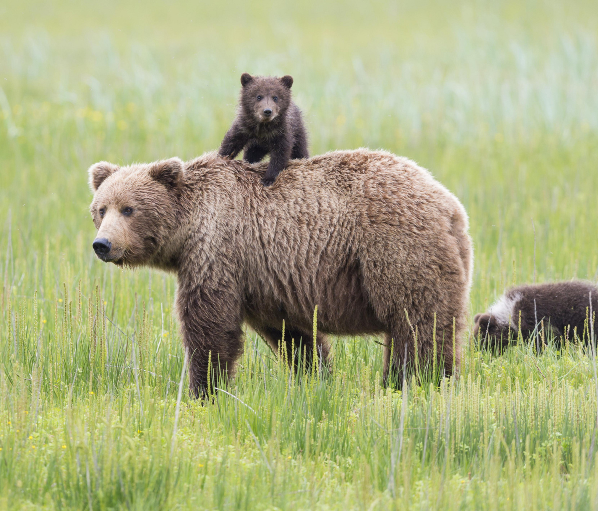 Bears In Lake Clark National Park, Alaska screenshot #1 1200x1024
