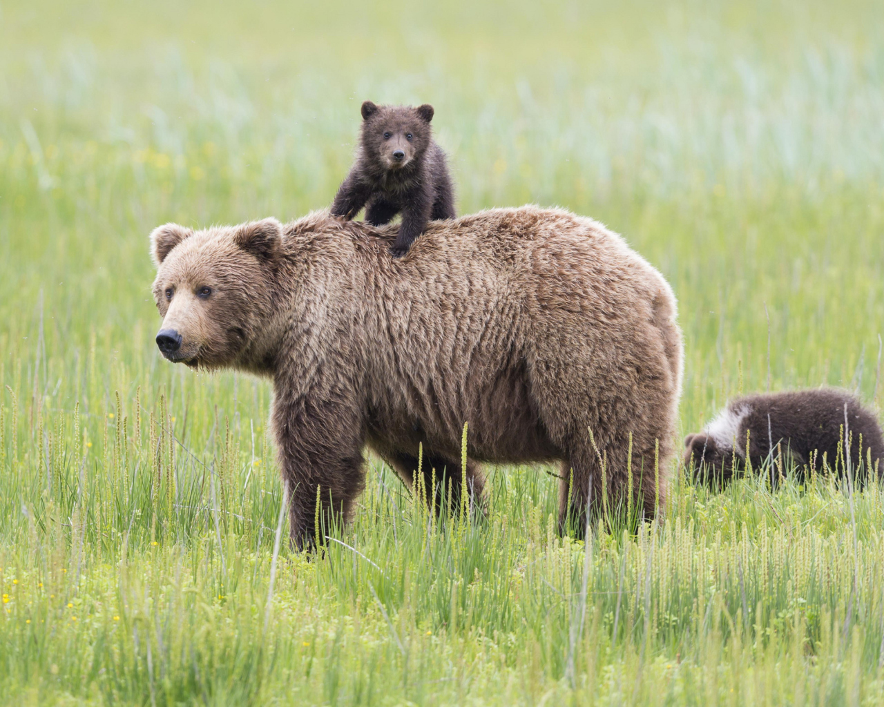 Sfondi Bears In Lake Clark National Park, Alaska 1280x1024