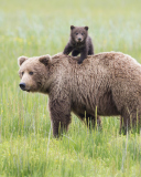 Обои Bears In Lake Clark National Park, Alaska 128x160