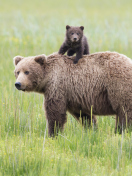 Sfondi Bears In Lake Clark National Park, Alaska 132x176