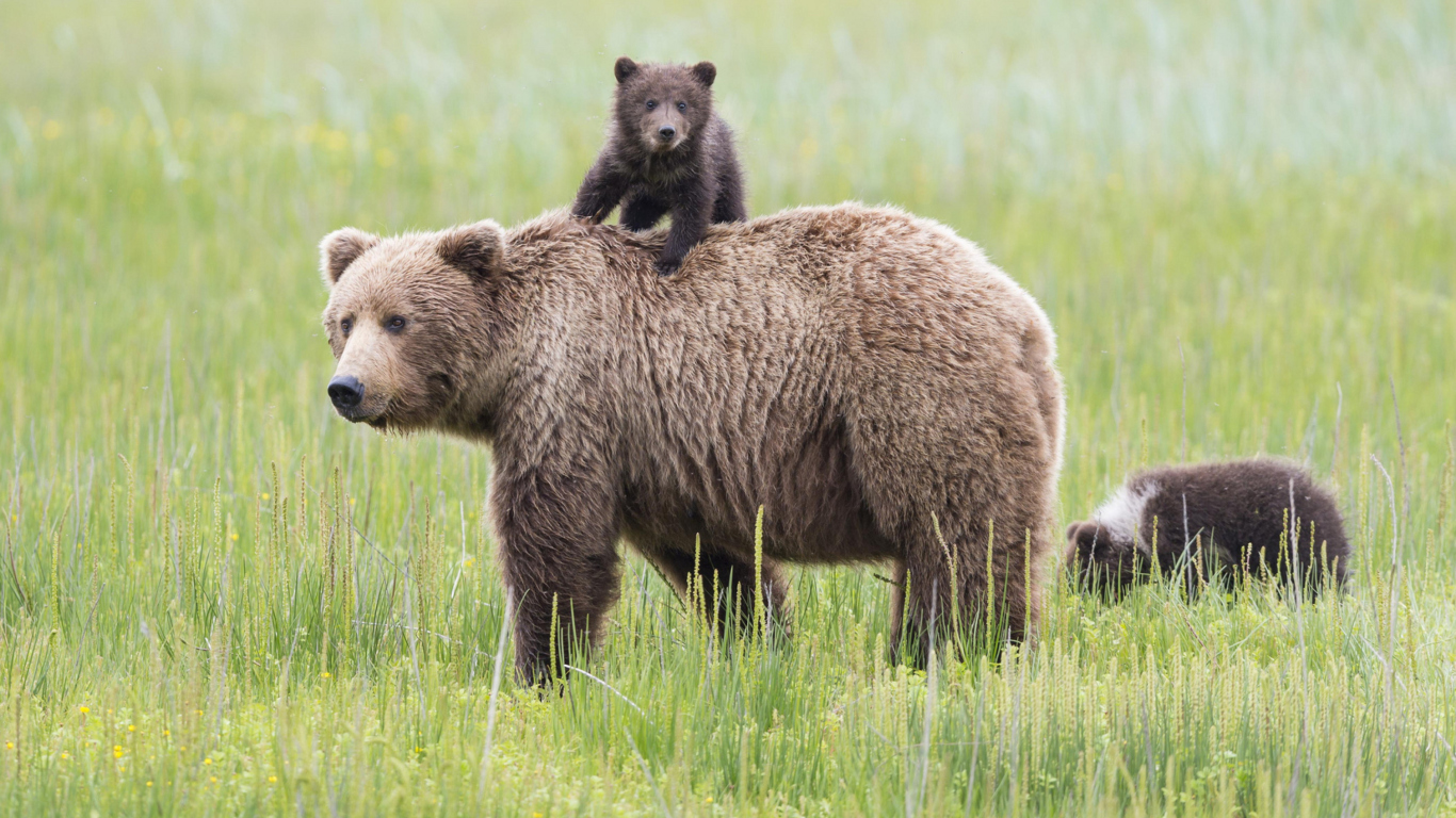 Das Bears In Lake Clark National Park, Alaska Wallpaper 1366x768