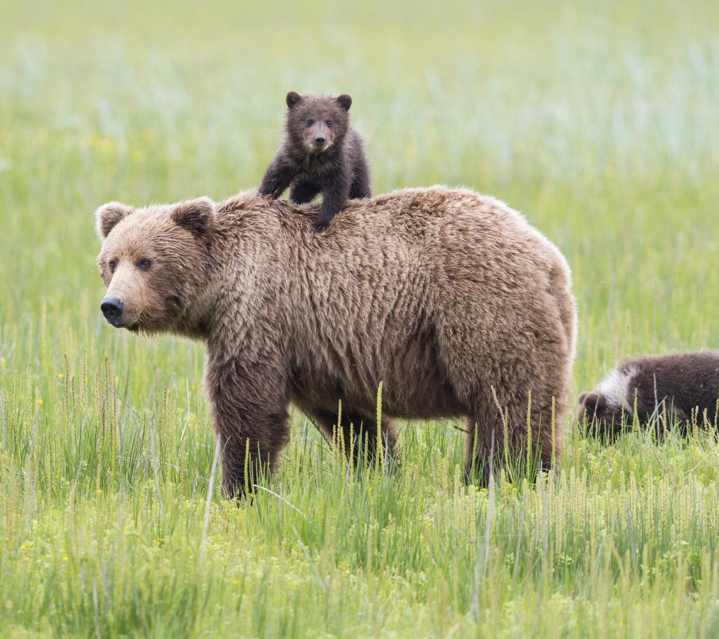 Sfondi Bears In Lake Clark National Park, Alaska 1440x1280