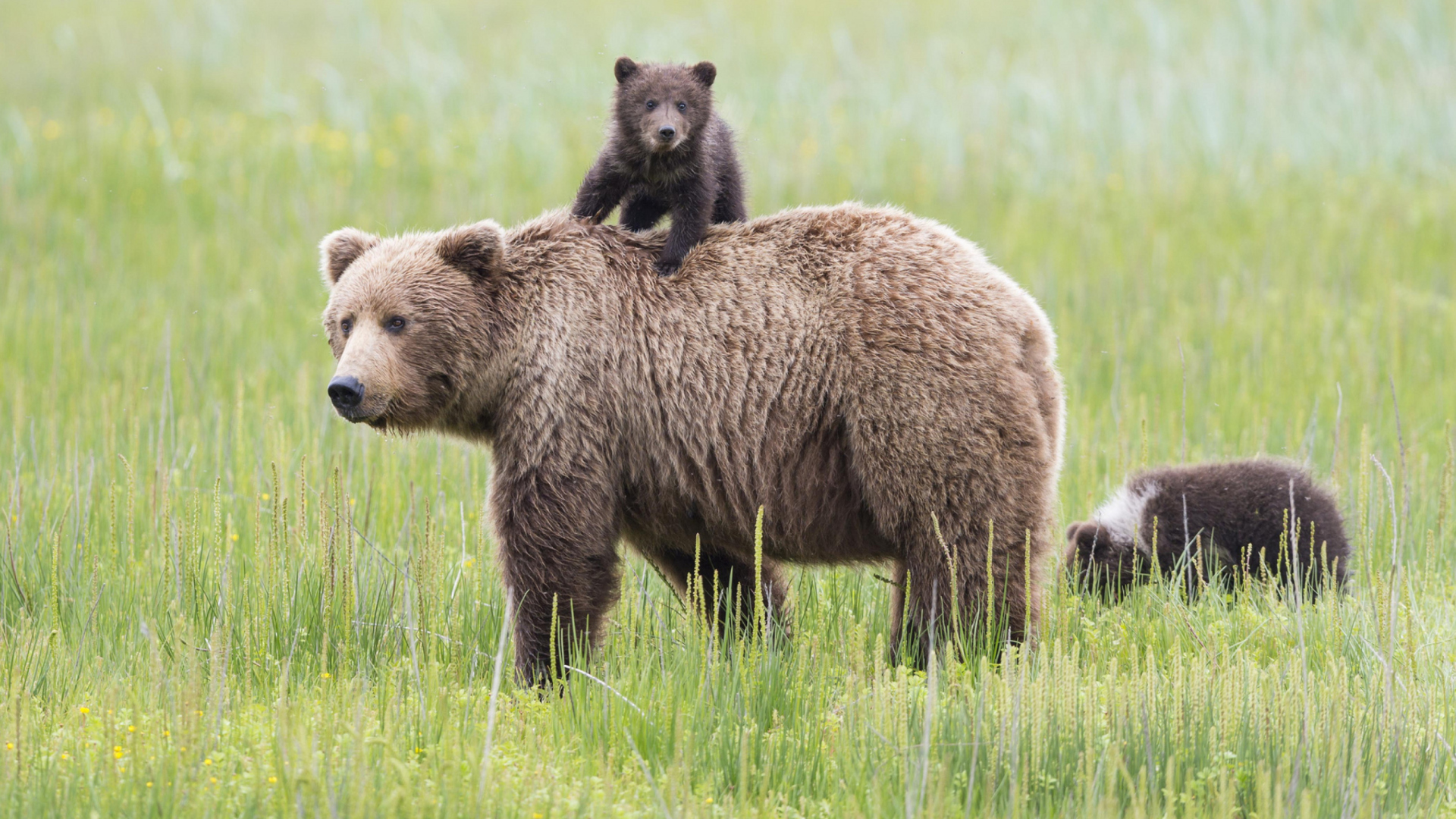 Fondo de pantalla Bears In Lake Clark National Park, Alaska 1920x1080