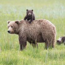 Bears In Lake Clark National Park, Alaska wallpaper 208x208