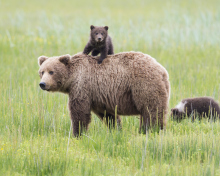 Bears In Lake Clark National Park, Alaska wallpaper 220x176