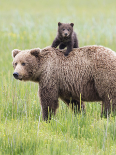 Screenshot №1 pro téma Bears In Lake Clark National Park, Alaska 240x320