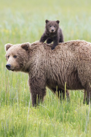 Fondo de pantalla Bears In Lake Clark National Park, Alaska 320x480