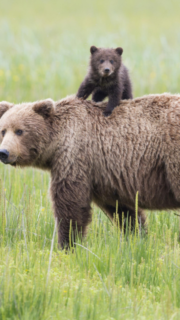 Bears In Lake Clark National Park, Alaska wallpaper 360x640