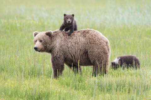 Обои Bears In Lake Clark National Park, Alaska 480x320