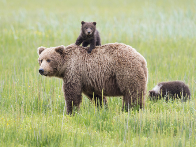 Das Bears In Lake Clark National Park, Alaska Wallpaper 640x480