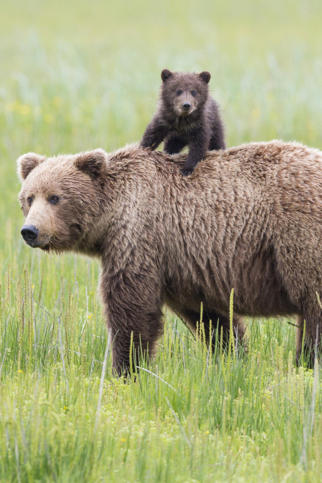 Das Bears In Lake Clark National Park, Alaska Wallpaper 640x960