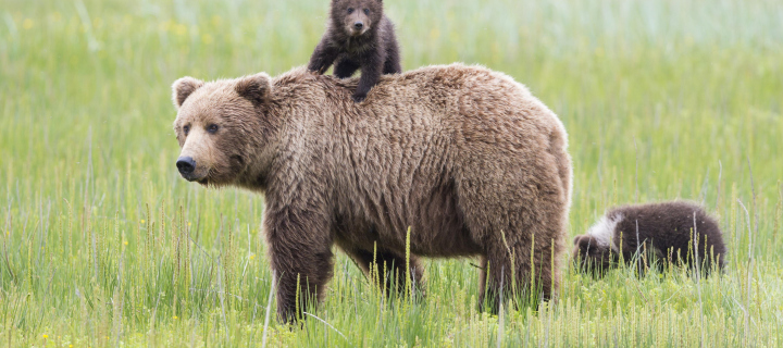 Bears In Lake Clark National Park, Alaska wallpaper 720x320