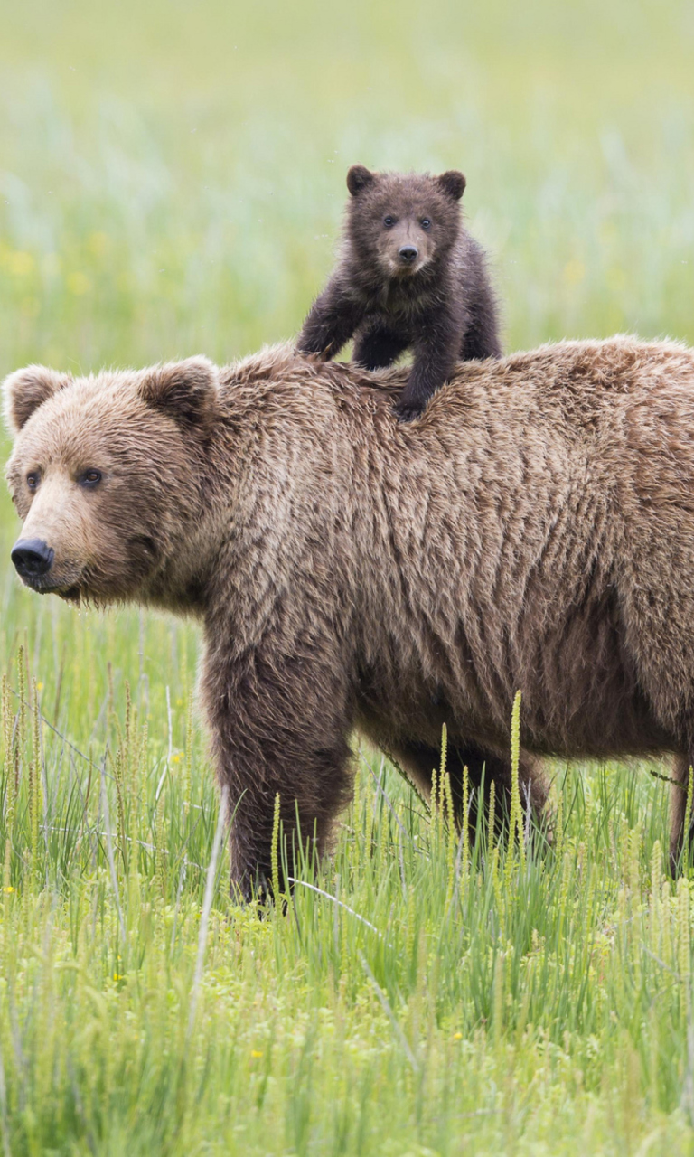 Das Bears In Lake Clark National Park, Alaska Wallpaper 768x1280