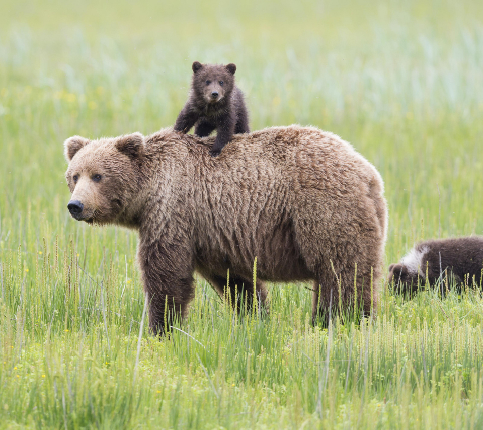 Das Bears In Lake Clark National Park, Alaska Wallpaper 960x854