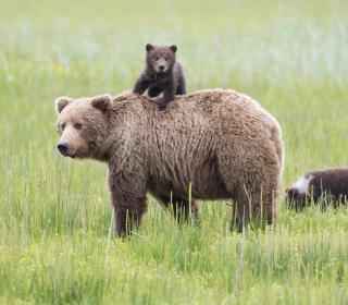 Bears In Lake Clark National Park, Alaska - Obrázkek zdarma pro iPad mini