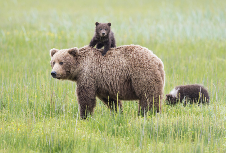 Bears In Lake Clark National Park, Alaska wallpaper