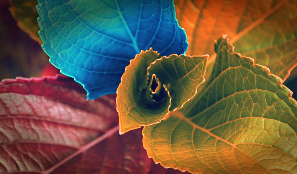 Colorful Plant wallpaper 1024x600