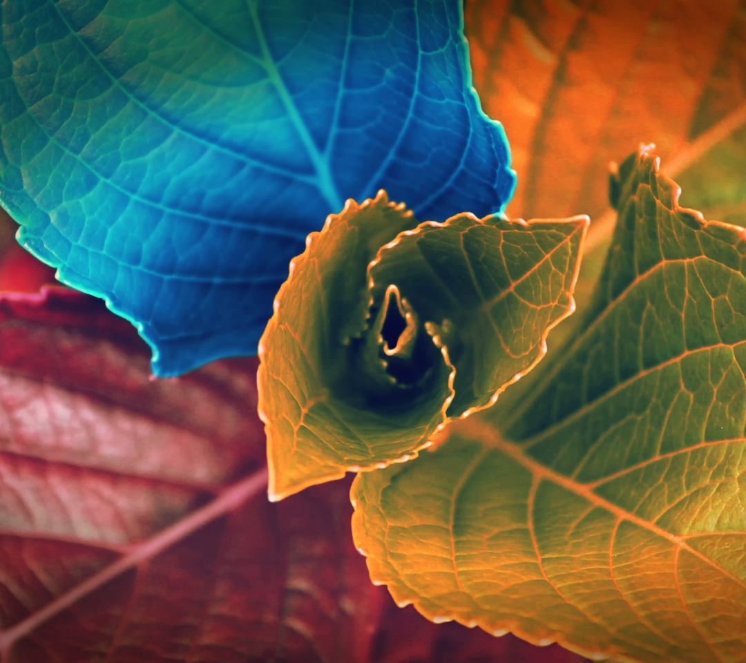 Обои Colorful Plant 1080x960