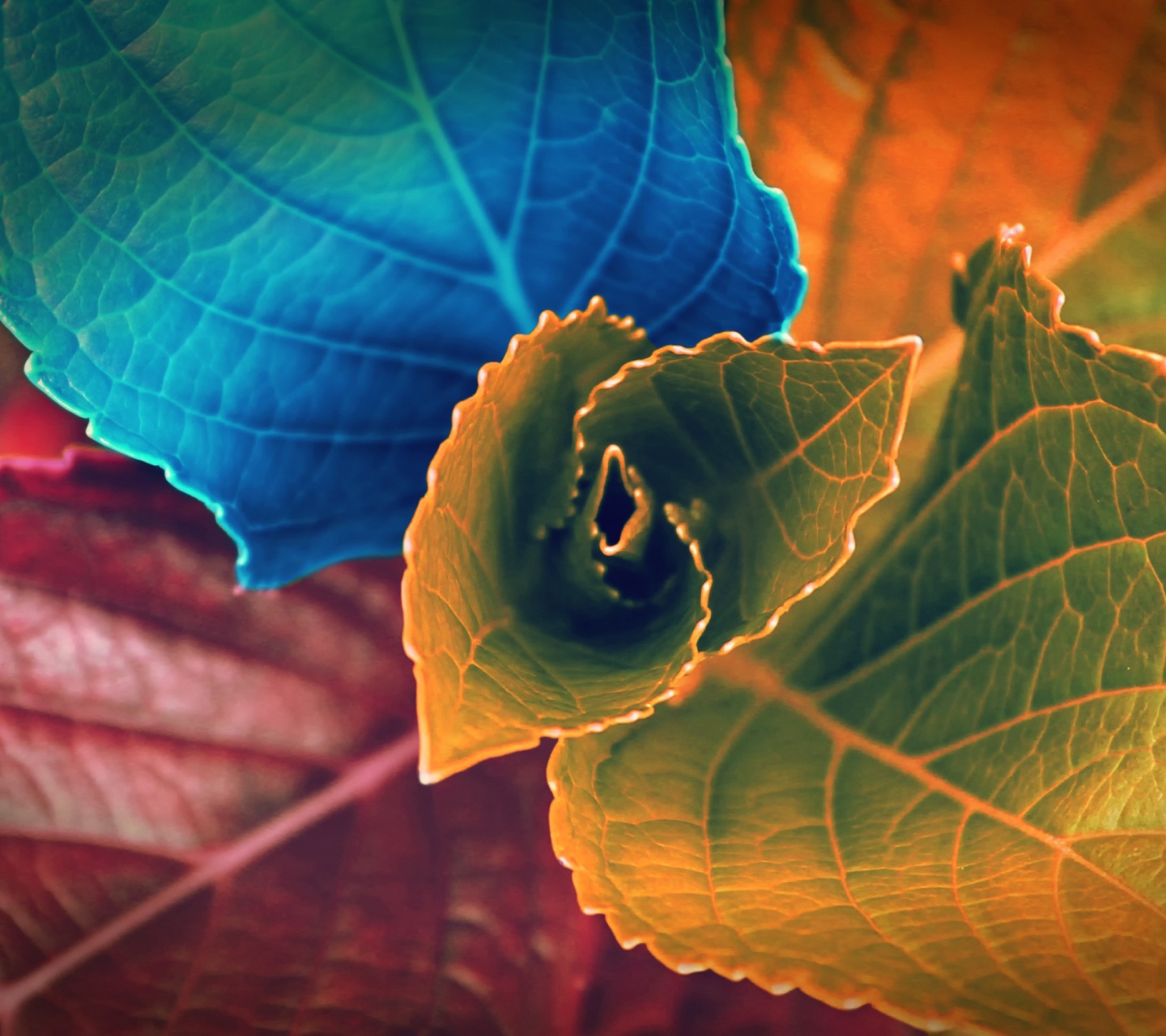 Fondo de pantalla Colorful Plant 1440x1280