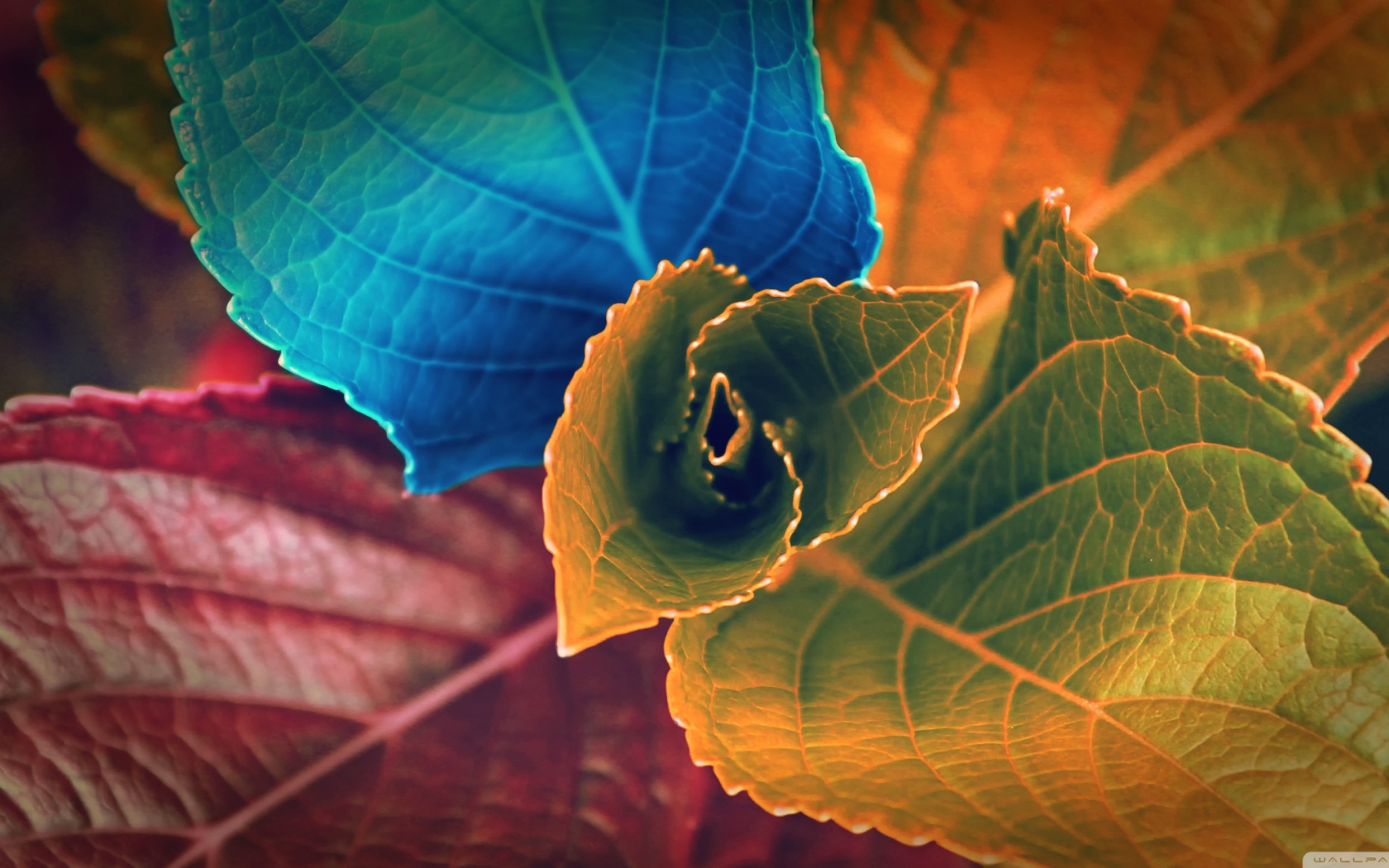 Das Colorful Plant Wallpaper 1680x1050
