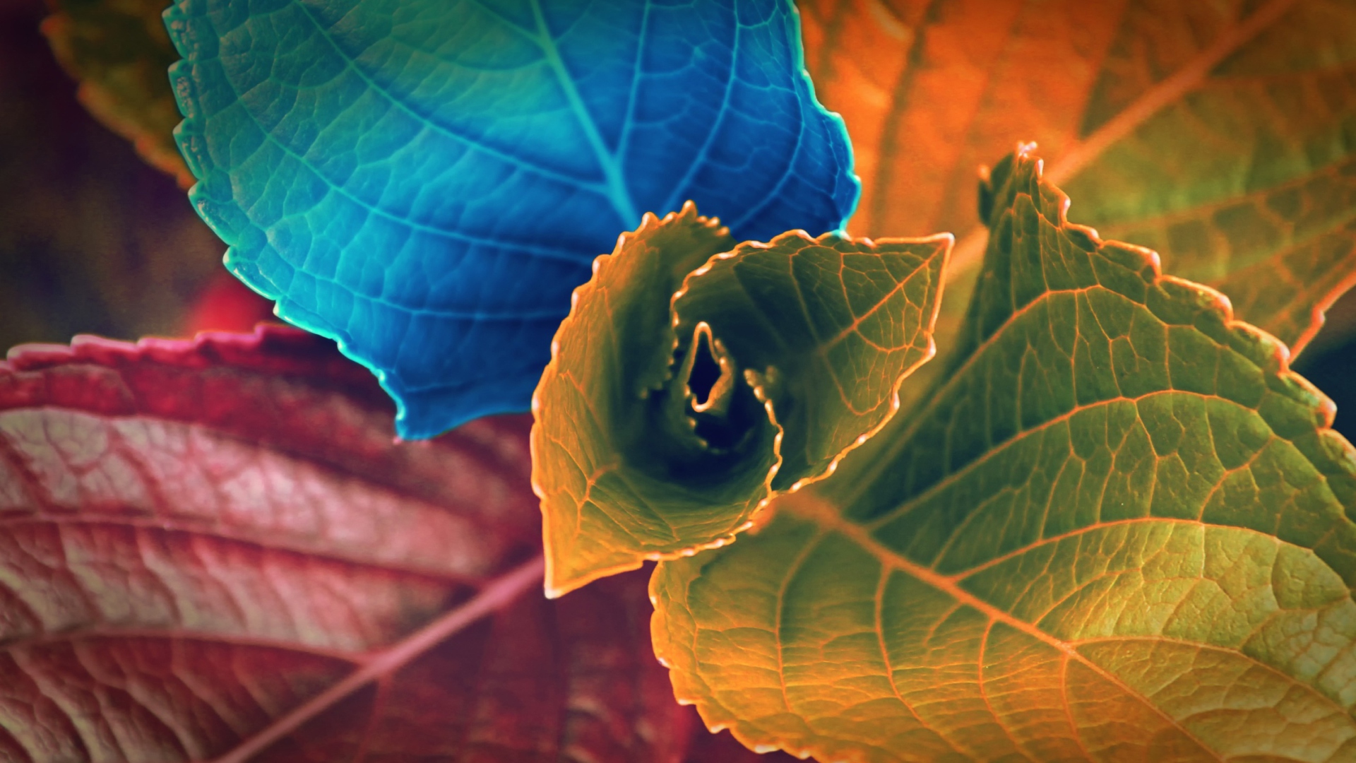 Das Colorful Plant Wallpaper 1920x1080
