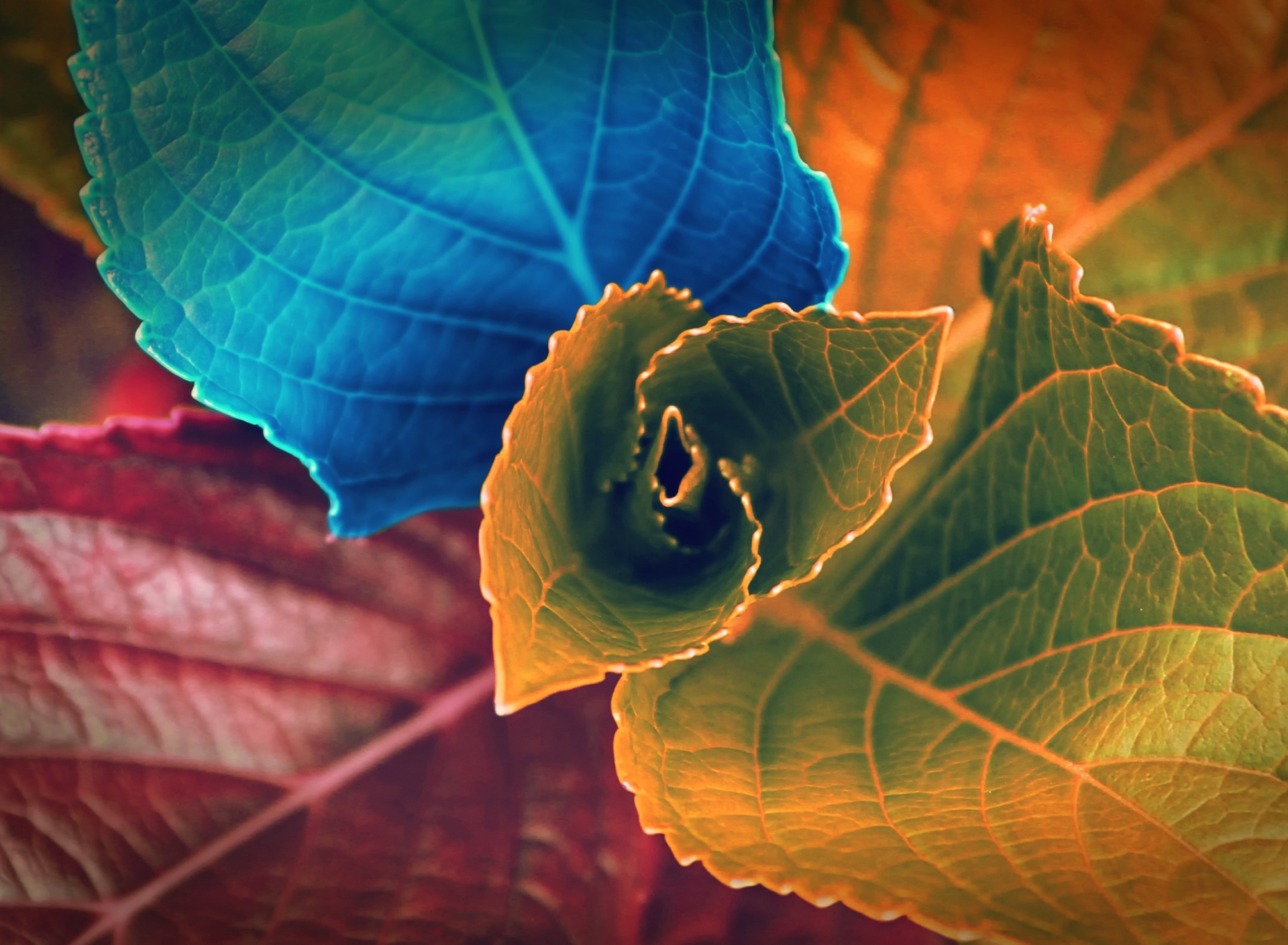 Fondo de pantalla Colorful Plant 1920x1408