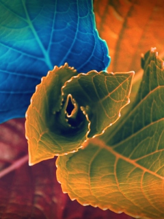 Colorful Plant screenshot #1 240x320