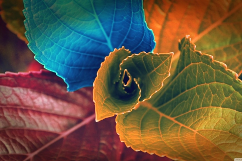 Das Colorful Plant Wallpaper 480x320