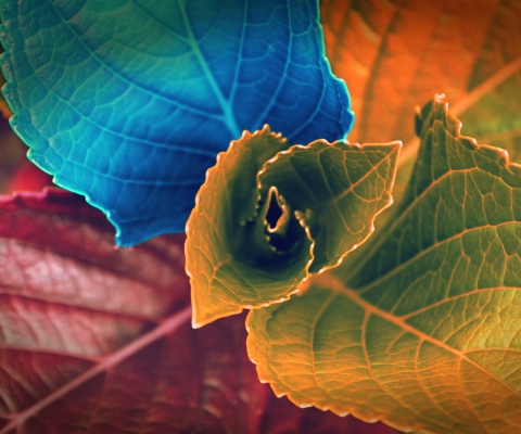 Das Colorful Plant Wallpaper 480x400