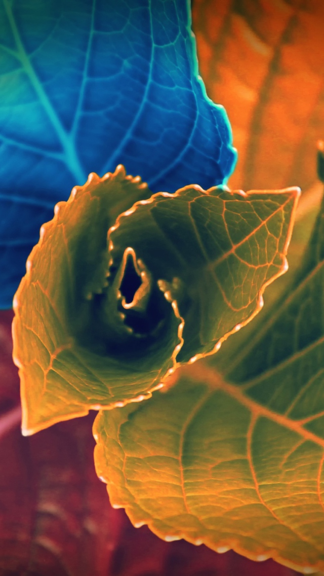 Colorful Plant wallpaper 640x1136