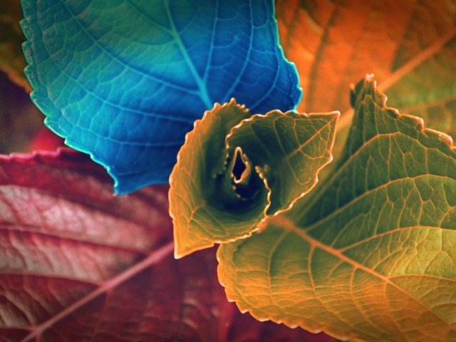 Обои Colorful Plant 640x480