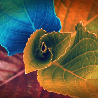 Colorful Plant - Fondos de pantalla gratis para iPad