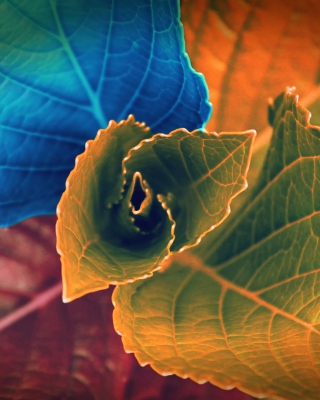 Colorful Plant papel de parede para celular para iPhone 6 Plus